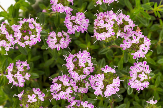 summer-savory-seeds-satureja-hortensis