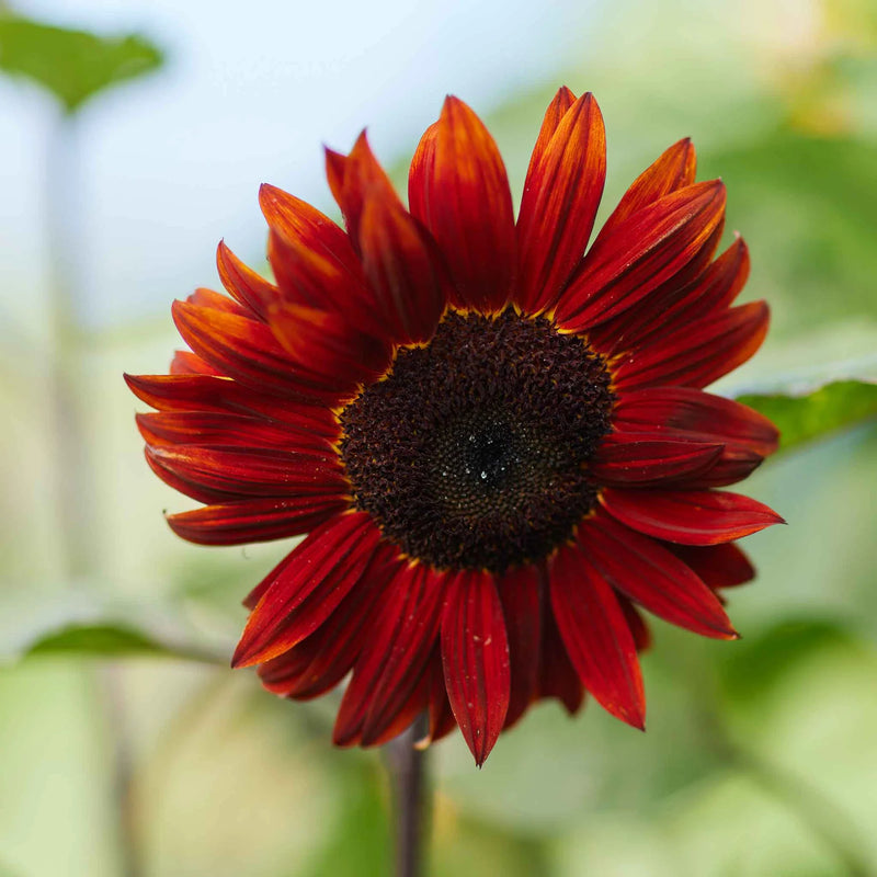 Red Sunflower Seeds for Planting - Moulin Flower Variety