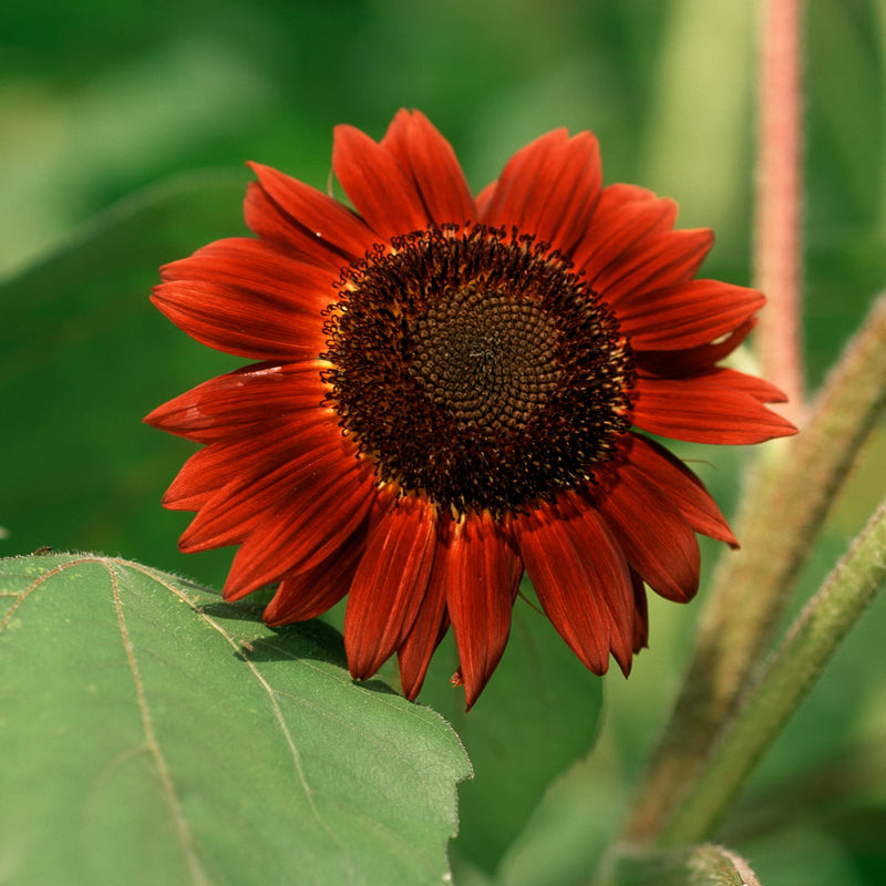 Dark Red Sunflower Seeds: Perfect for Your Garden Planting
