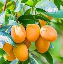Sweet mango seeds for planting in home gardens