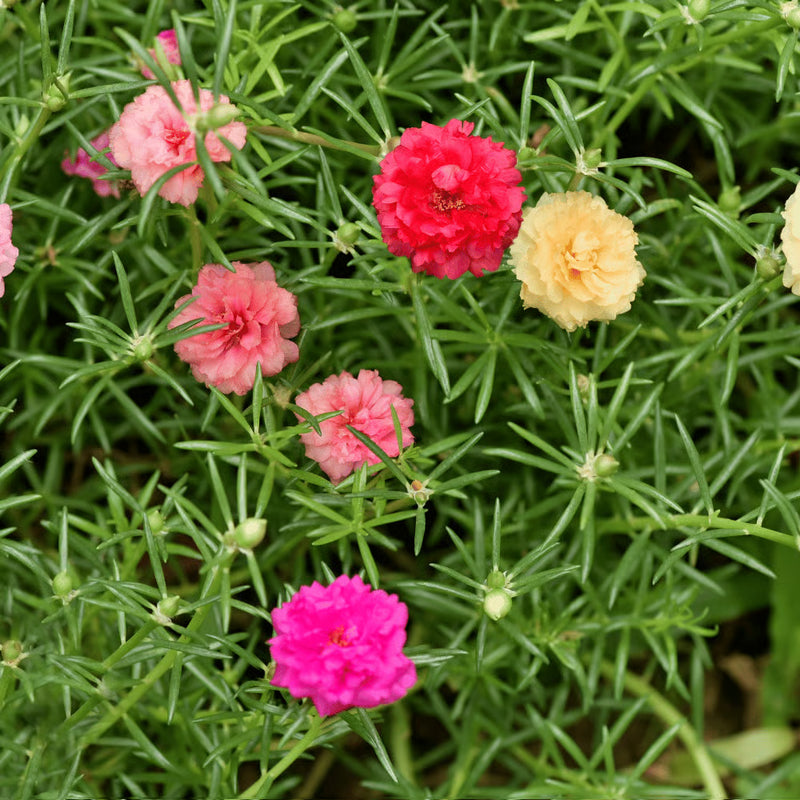 Moss Rose Portulaca Flower seeds for Planting - Long Bloom Season, Heirloom & GMO Free Seeds for Home Garden