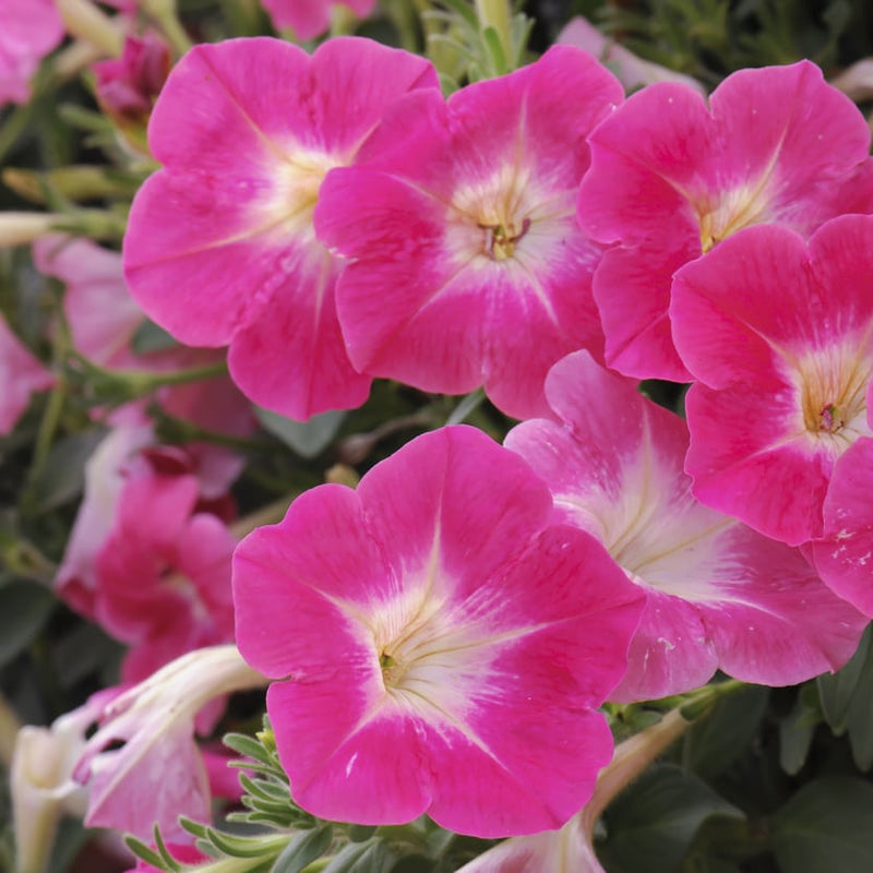 Pink Fuchsia Petunia Flower seeds for Planting - Hardy Variety, Heirloom & GMO Free Seeds for Home Garden