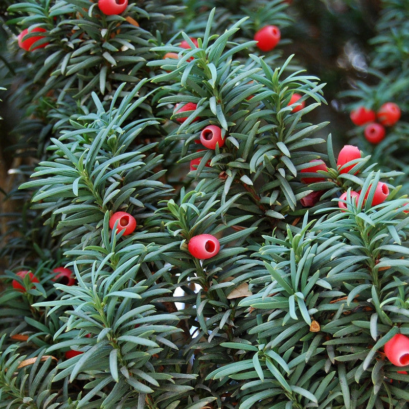 Taxus Baccata Planting Seeds for Thriving Yew Growth in Your Garden Seed for Lush Foliage and Timeless Elegance