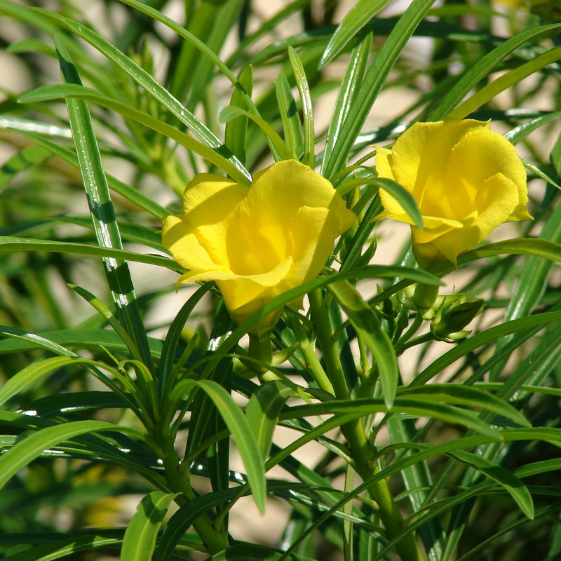 Thevetia Neriifolia Flower Seeds for Planting
