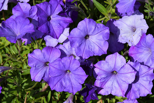Blue Petunia Flower Seeds Perfect for Planting