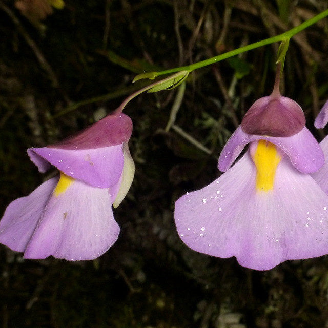 Utricularia Arenaria Plant Seeds for Unique Gardening