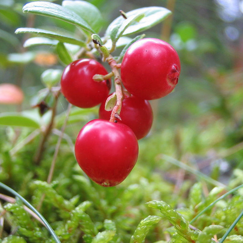 Lingonberry plant with pink-white bell flowers