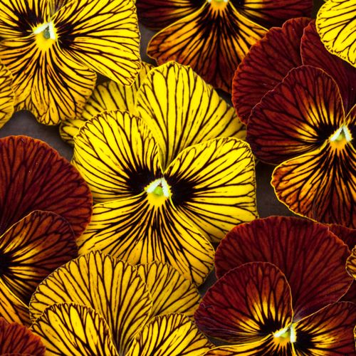 Tiger Eye Flower seeds for Planting Cottage Garden Essential Heirloom & GMO Free Seeds for Home Garden
Sale