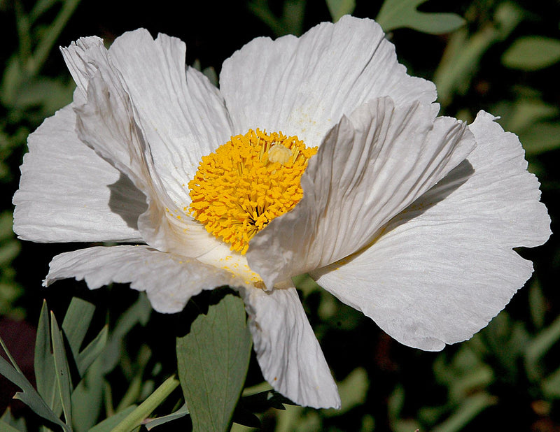 Coulteri Flower Seeds for Planting Vibrant Blooms for Your Garden