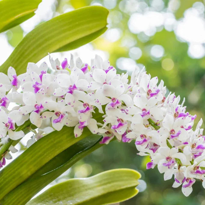 Purple & White Cymbidium Orchid Flower seeds for Planting Long Bloom Season Heirloom & GMO Free Seeds for Home Garden
Sale seeds for home garden planting