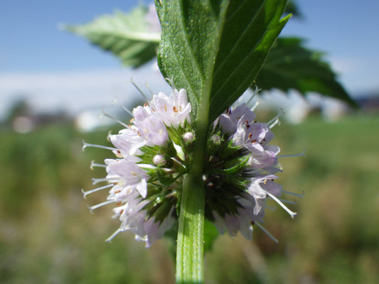 Packet of White Wood Mint herb seeds for planting