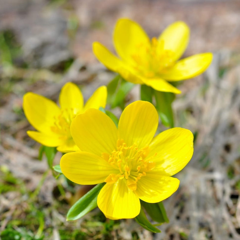 Winterling Flower Seeds for Planting Seed for Enchanting Blooms and Seasonal Beauty in Your Garden