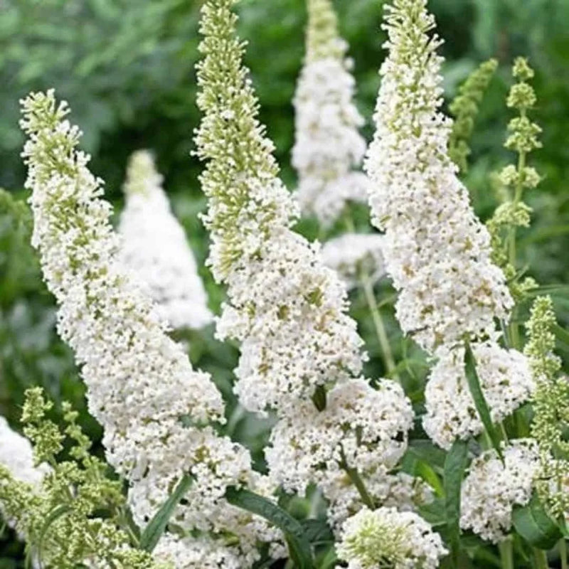 White Buddleia Flower Seeds for Planting Drought Tolerant Heirloom & GMO Free Seeds for Home Garden
Sale