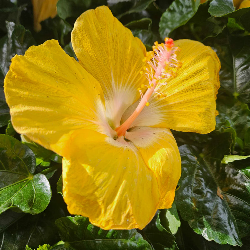 White Yellow Hibiscus Flower Seeds Low Maintenance Heirloom & GMO Free Seeds for Home Garden
Sale
