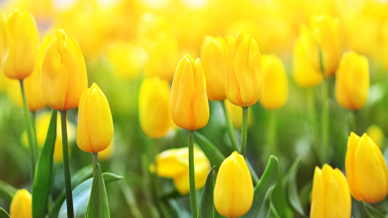 Deep Yellow Tulip Flower Seeds for Planting Compact Growth Heirloom & GMO Free Seeds for Home Garden
Sale