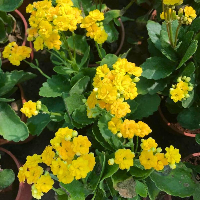 Yellow Kalanchoe Flower seeds for Planting Seasonal Bloomer Heirloom & GMO Free Seeds for Home Garden
Sale