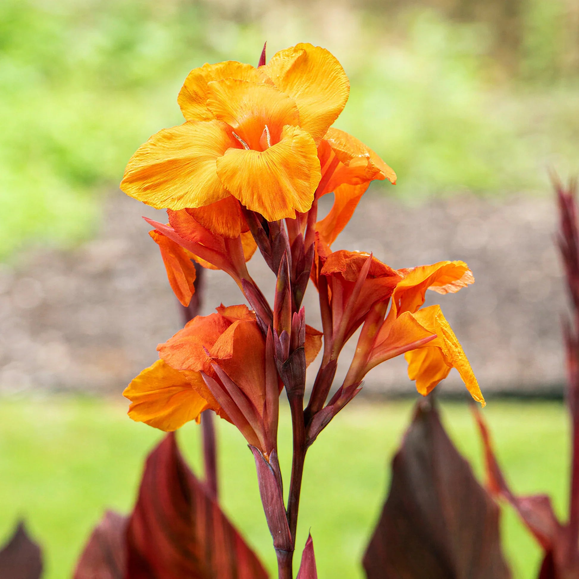 Canna Lily plants with colorful flowers growing in a summer garden

