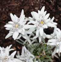 White Edelweiss Alpine Flower seeds for Planting Seasonal Bloomer Heirloom & GMO Free Seeds for Home Garden
 
 Sale