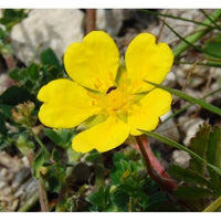 Tormentil Flower seeds for Planting - Fragrant Blossoms, Heirloom & GMO Free Seeds for Home Garden
