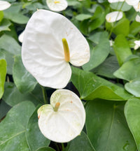White Anthurium Flower Seeds for Garden Bright Blooms Heirloom & GMO Free Seeds for Home Garden
 
 Sale