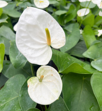 Anthurium Seeds for Hydroponics Planting