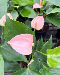 Mix Anthurium Flower seeds for Planting - Wildflower Mix, Heirloom & GMO Free Seeds for Home Garden