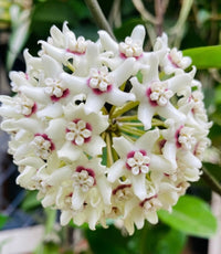 Hoya White Flower seeds for Planting - Wildflower Mix, Heirloom & GMO Free Seeds for Home Garden