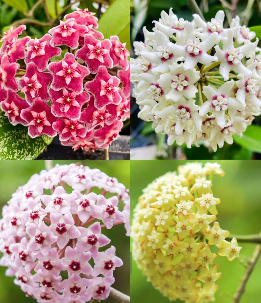 Hoya Flower seeds for Planting Garden Favorite Heirloom & GMO Free Seeds for Home Garden