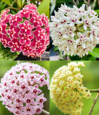 Hoya Flower seeds for Planting Garden Favorite Heirloom & GMO Free Seeds for Home Garden