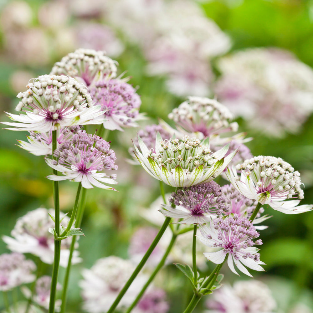 Major Astrantia Flower seeds for Planting Sun Loving Heirloom & GMO Free Seeds for Home Garden