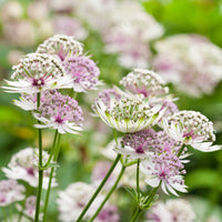 Blue Masterwort Seeds for Planting  Astrantia Major Flowers