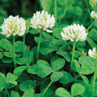 White Clover Seeds for Planting: Premium Flower Collection