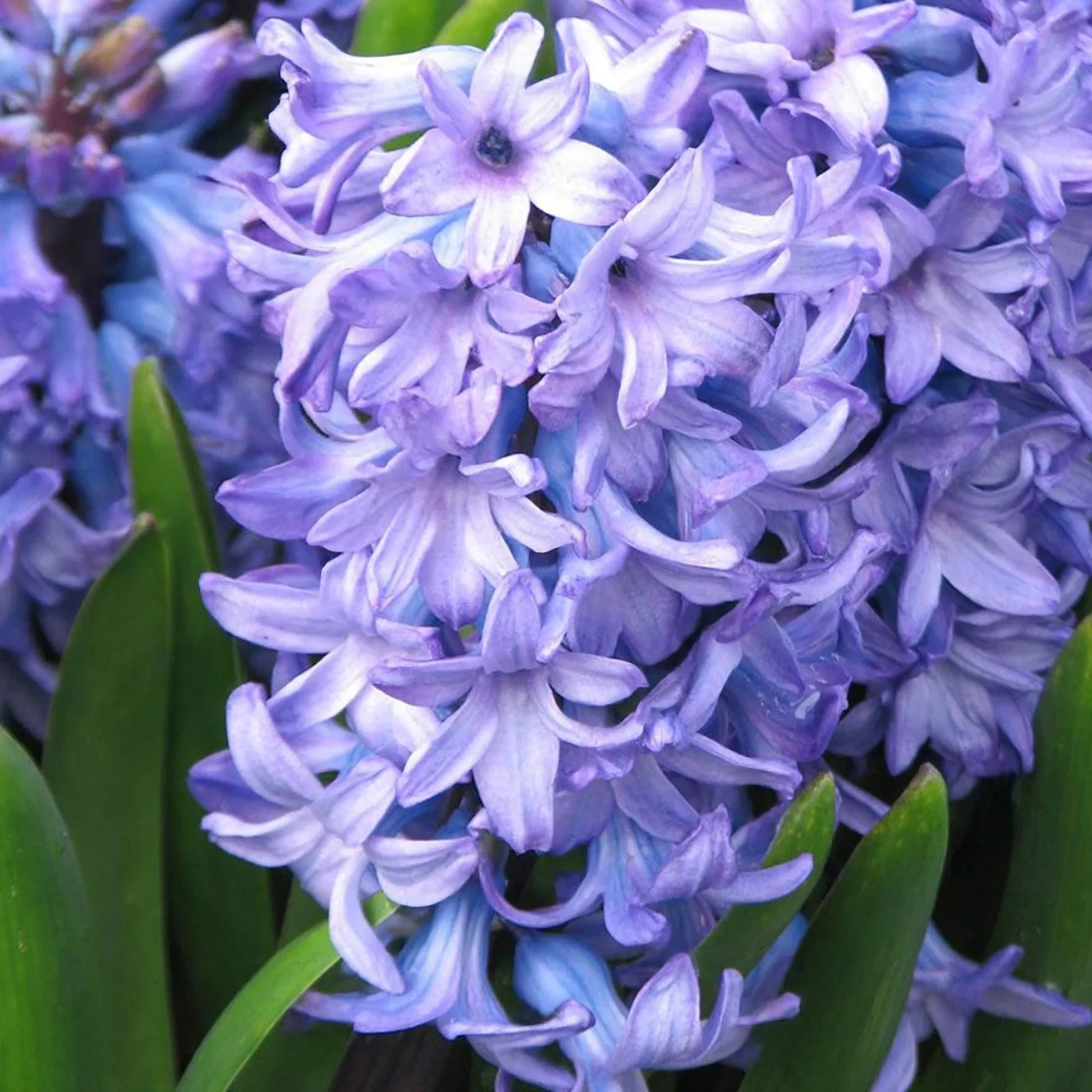 Lavender Hyacinth Flower seeds for Planting - Perfect for Borders, Heirloom & GMO Free Seeds for Home Garden