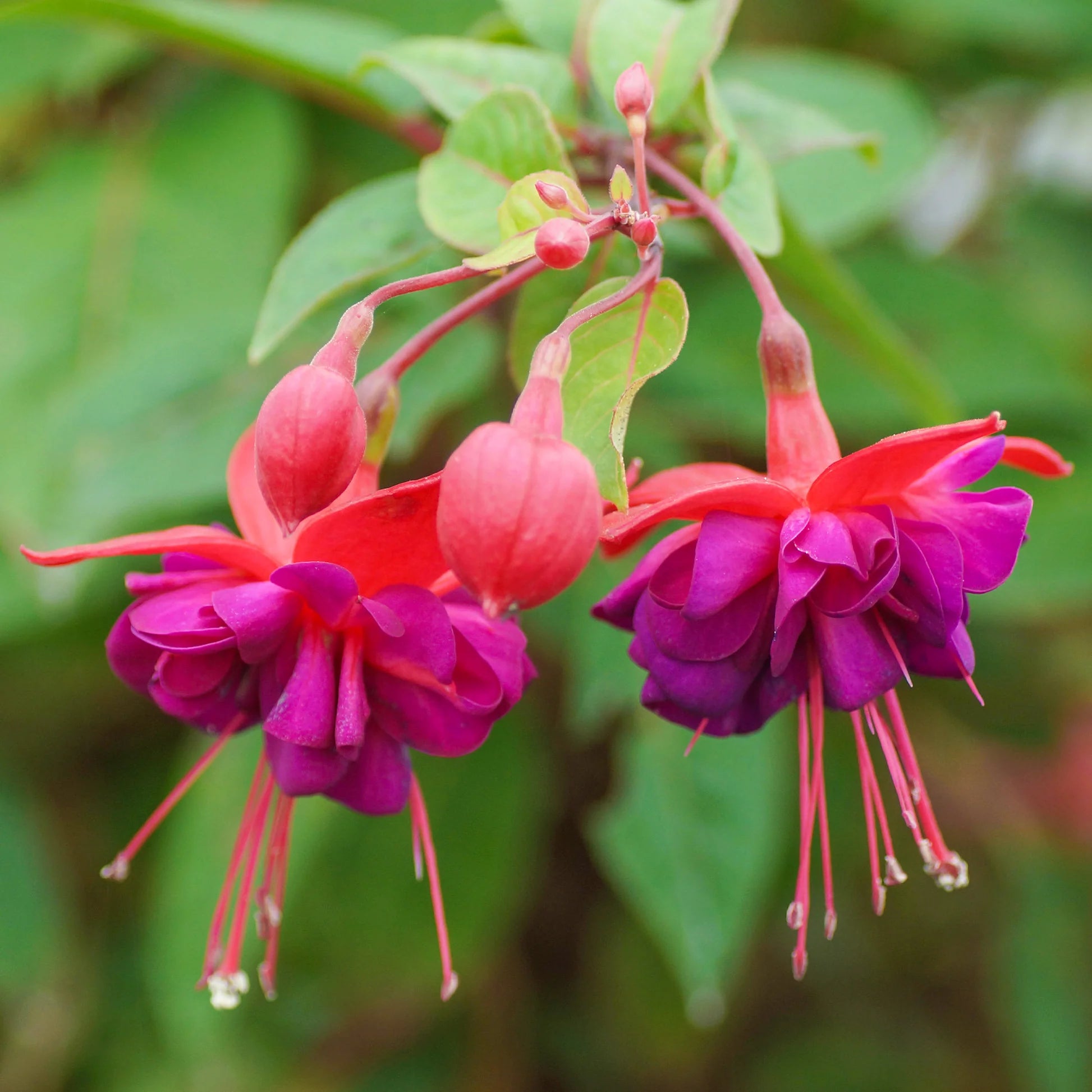 Pink Fuchsia Flower Seeds for Spring Planting