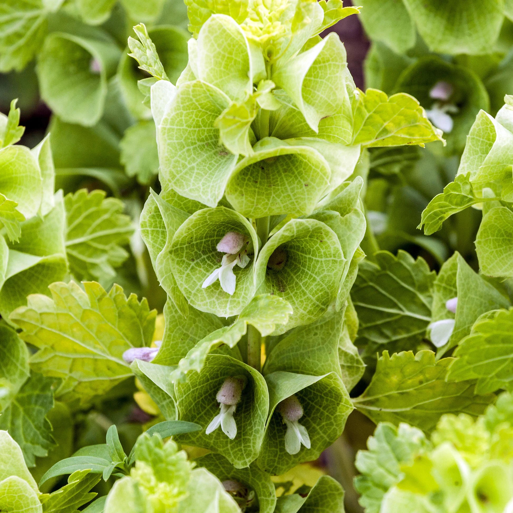 Bells of Ireland Flower seeds for Planting Wildflower Mix Heirloom & GMO Free Seeds for Home Garden