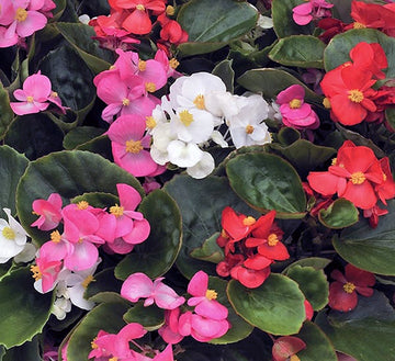 Ambassador Begonia Flower seeds for Planting Fragrant Blossoms Heirloom & GMO Free Seeds for Home Garden