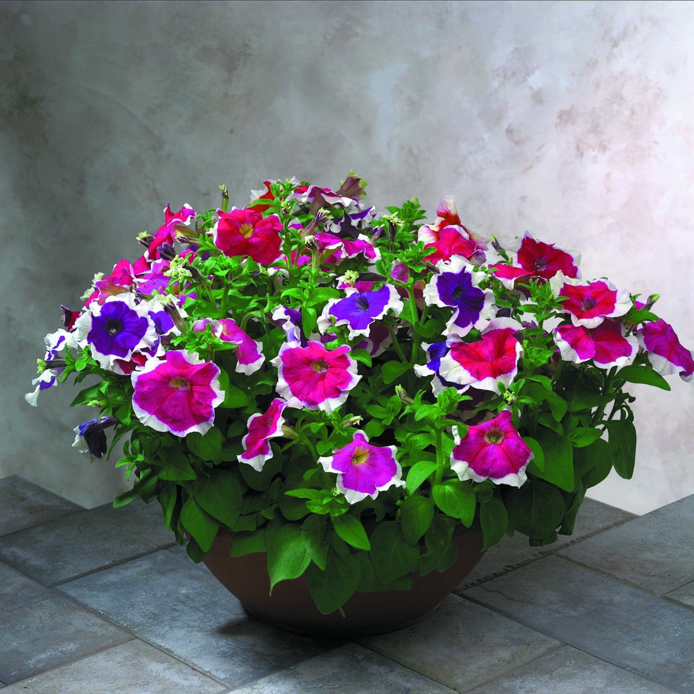 Petunia Hulahoop Red Seeds for Bright Red Petunia Flowers