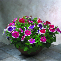 Petunia Hulahoop Red Seeds for Bright Red Petunia Flowers