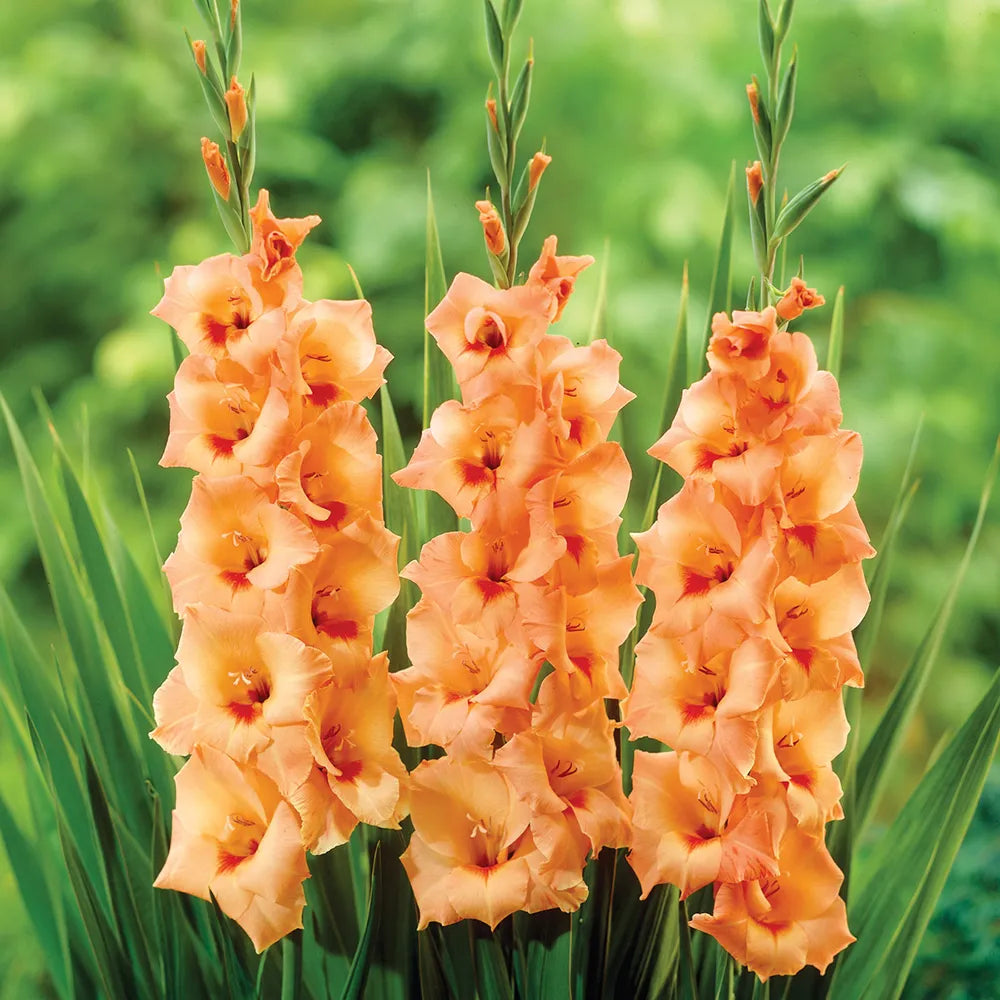 Orange Yellow Gladiolus Seeds for Planting  Vibrant Garden Blooms