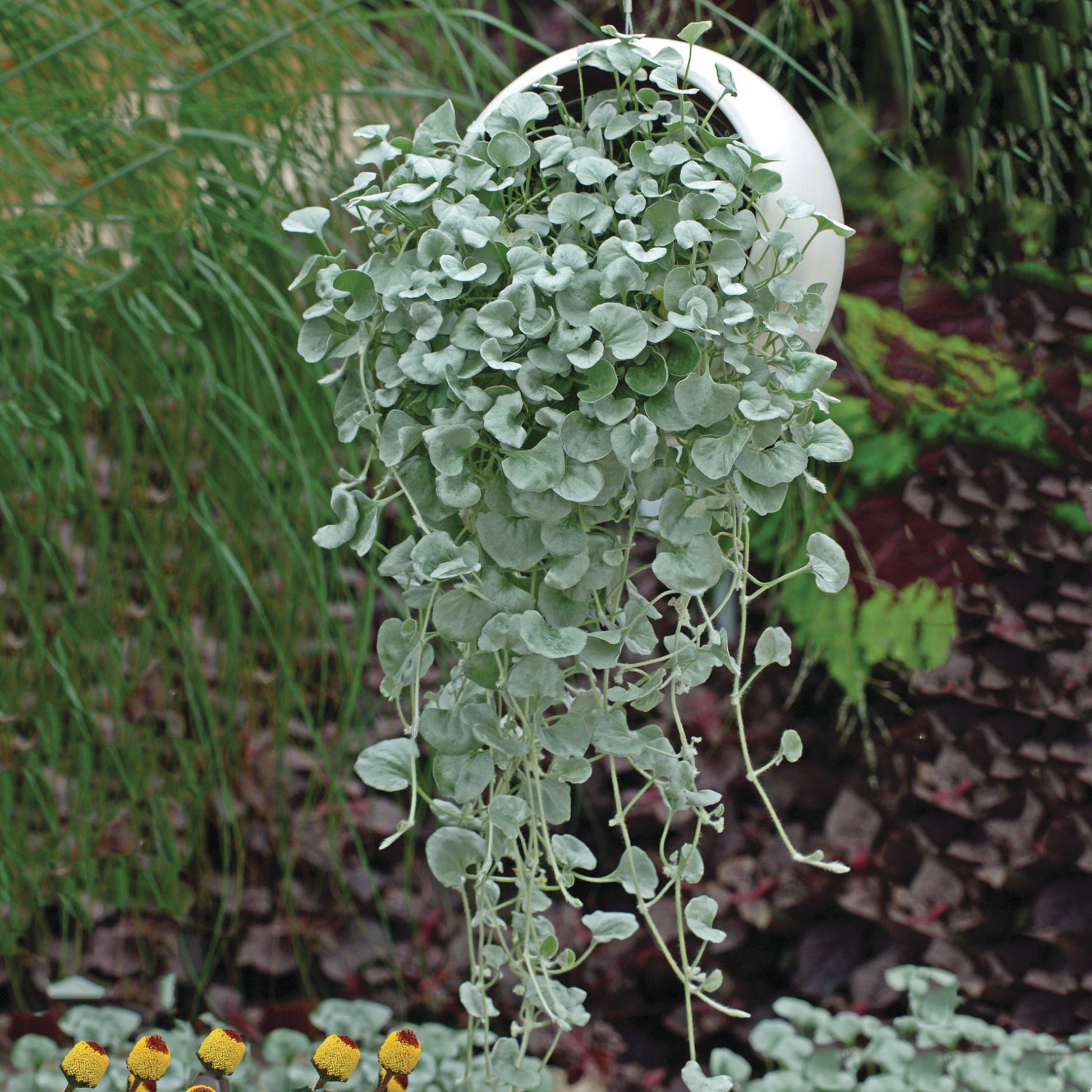 Dichondra Flower seeds for Planting Vibrant Colors Heirloom & GMO Free Seeds for Home Garden 
 
 Sale