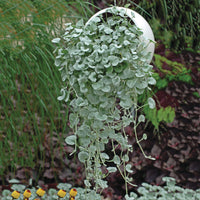 Dichondra Flower seeds for Planting Vibrant Colors Heirloom & GMO Free Seeds for Home Garden 
 
 Sale