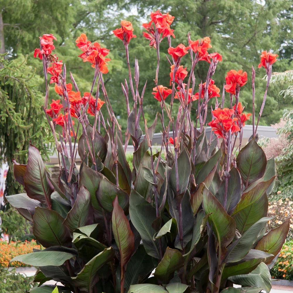 Black Knight Canna Lily Bulbs | Tropical Perennial Flowers for Garden Planting