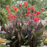 Black Knight Canna Lily Bulbs | Tropical Perennial Flowers for Garden Planting