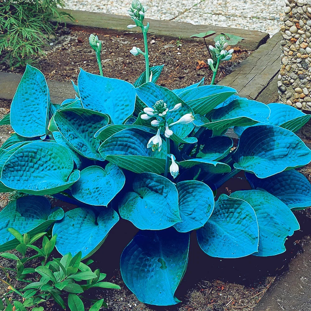 Healthy Perennial Blue Hosta suitable for outdoor shade gardens and containers.