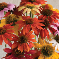 Echinacea Cheyenne Spirit flowers blooming in a mix of vibrant colors.
