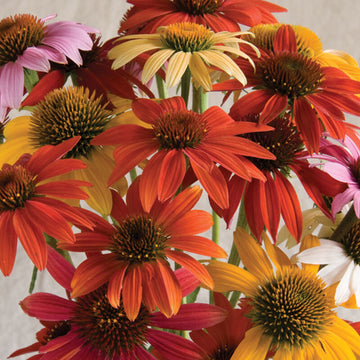 Echinacea Cheyenne Spirit flowers blooming in a mix of vibrant colors.
