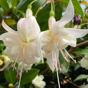 White Fuchsia Hybrida Flower Seeds for Planting – Cut Flower Favorite Heirloom & NonGMO Seeds for Home Garden
 
 Sale