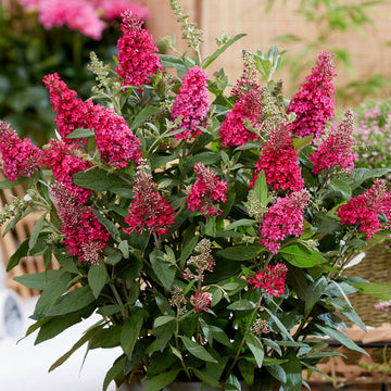 Maroon Buddleia Flower seeds for Planting - Compact Growth, Heirloom & GMO Free Seeds for Home Garden