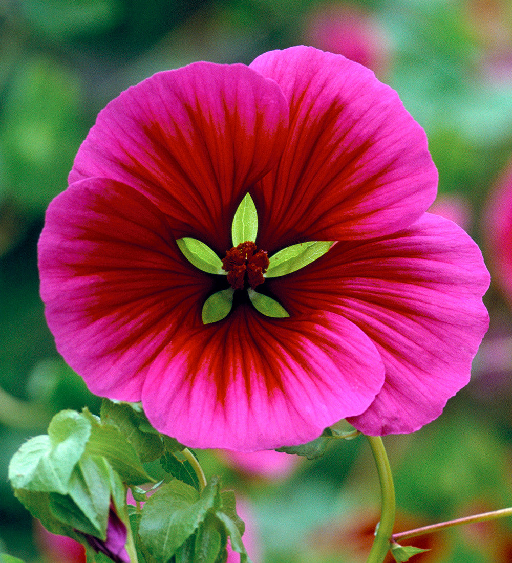 Malope Vulcan Flower Seeds for Planting – Heirloom, Non-GMO, Long Bloom Season Garden Seeds