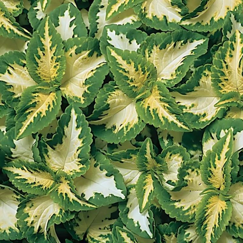 Green White Coleus Flower seeds for Planting - Bright Blooms, Heirloom & GMO Free Seeds for Home Garden
